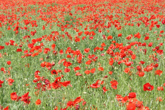 Champ de coquelicots,Somme